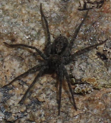 Pardosa (nigra-saturiator)